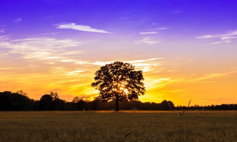Обои небо, свет, облака, дерево, закат, поле, the sky, light, clouds, tree, sunset, field разрешение 2560x1707 Загрузить
