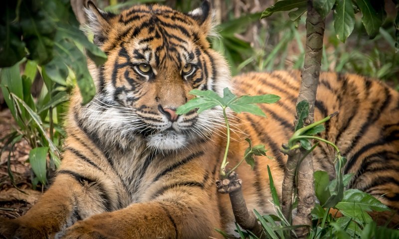 Обои тигр, большая кошка, детеныш, суматранский тигр, tiger, big cat, cub, sumatran tiger разрешение 3000x2000 Загрузить