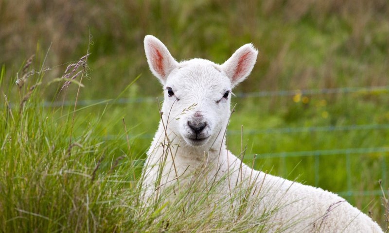 Обои трава, пастбище, животное, овечка, овца, grass, pasture, animal, sheep разрешение 4752x3168 Загрузить