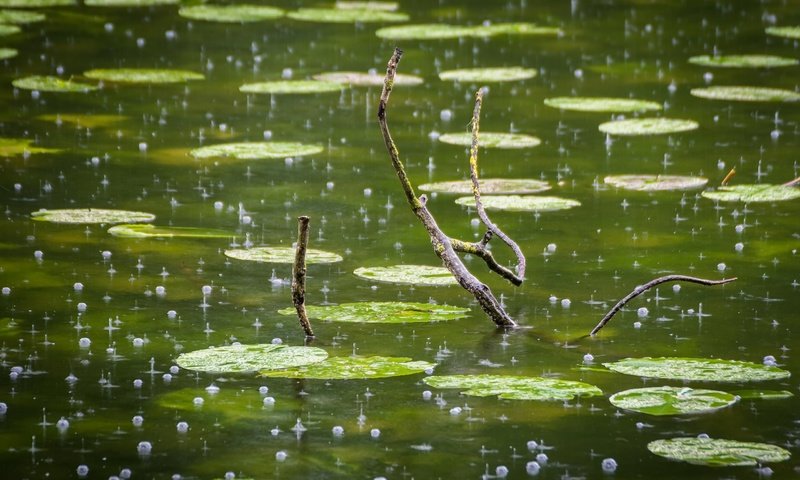 Обои ветка, капли, дождь, пруд, пузырьки, branch, drops, rain, pond, bubbles разрешение 2560x1706 Загрузить