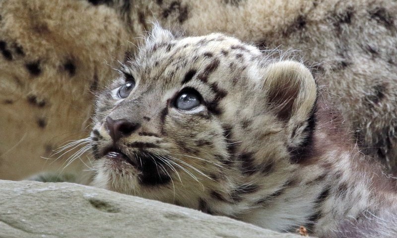 Обои взгляд, хищник, снежный барс, дикая кошка, детеныш, look, predator, snow leopard, wild cat, cub разрешение 2000x1280 Загрузить