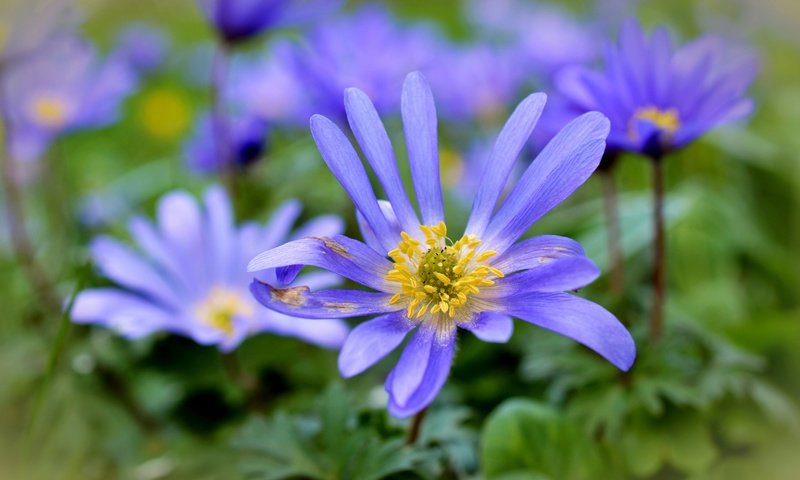 Обои цветы, лепестки, растение, анемоны, flowers, petals, plant, anemones разрешение 4928x3264 Загрузить