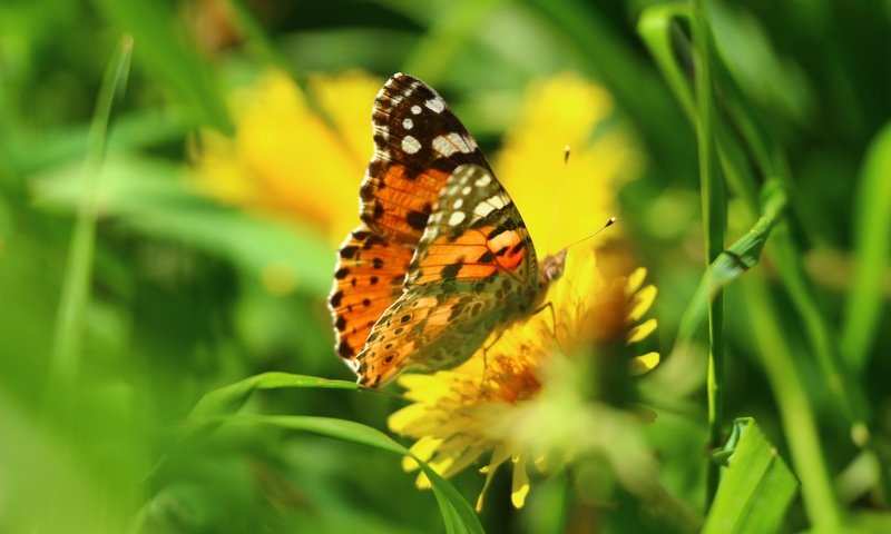 Обои цветы, трава, зелень, насекомое, бабочка, одуванчик, flowers, grass, greens, insect, butterfly, dandelion разрешение 1920x1280 Загрузить