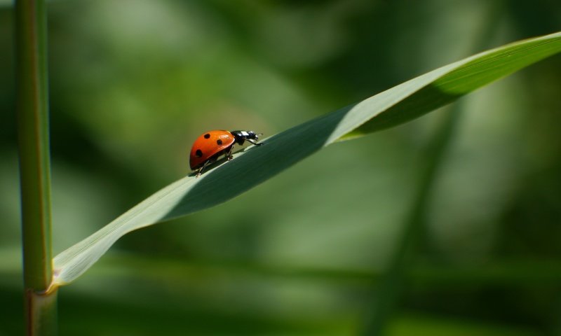 Обои трава, природа, жук, макро, лист, божья коровка, grass, nature, beetle, macro, sheet, ladybug разрешение 4608x3456 Загрузить