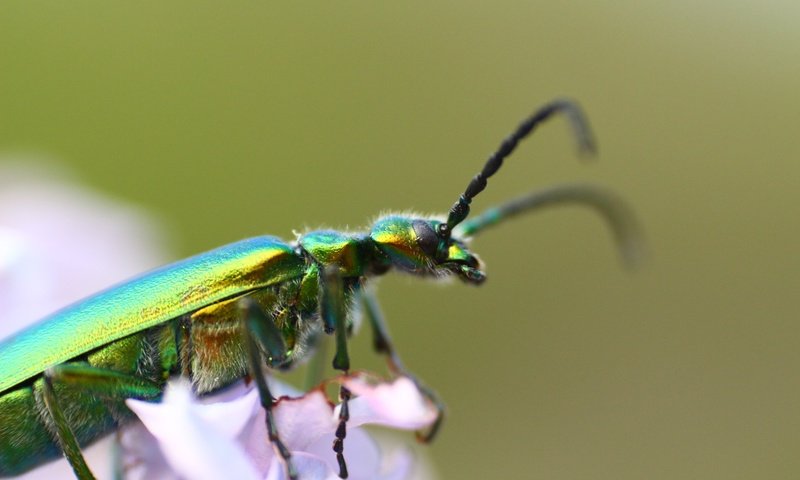 Обои жук, насекомое, фон, усики, beetle, insect, background, antennae разрешение 1920x1280 Загрузить