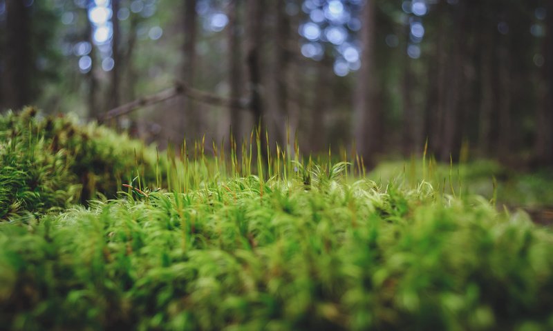 Обои трава, деревья, зелень, лес, макро, мох, andrei pavel, grass, trees, greens, forest, macro, moss разрешение 2048x1360 Загрузить