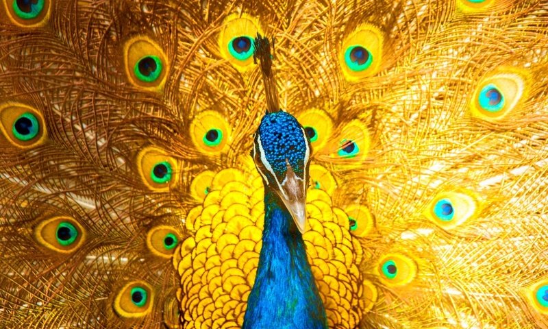 Обои птица, клюв, павлин, перья, хвост, bird, beak, peacock, feathers, tail разрешение 2500x1621 Загрузить