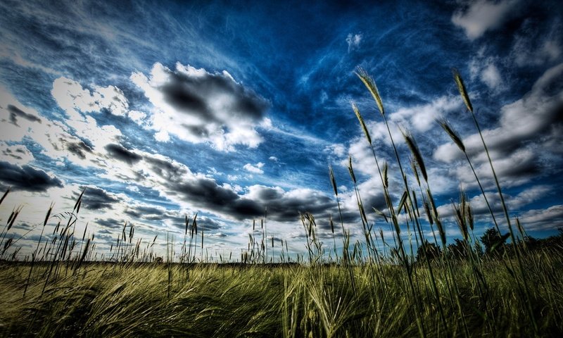 Обои небо, трава, облака, вечер, горизонт, луг, колосья, the sky, grass, clouds, the evening, horizon, meadow, ears разрешение 1920x1200 Загрузить