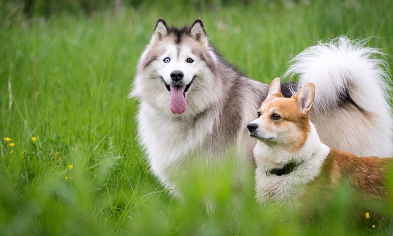 Обои трава, природа, луг, хаски, язык, друзья, собаки, корги, grass, nature, meadow, husky, language, friends, dogs, corgi разрешение 2048x1152 Загрузить