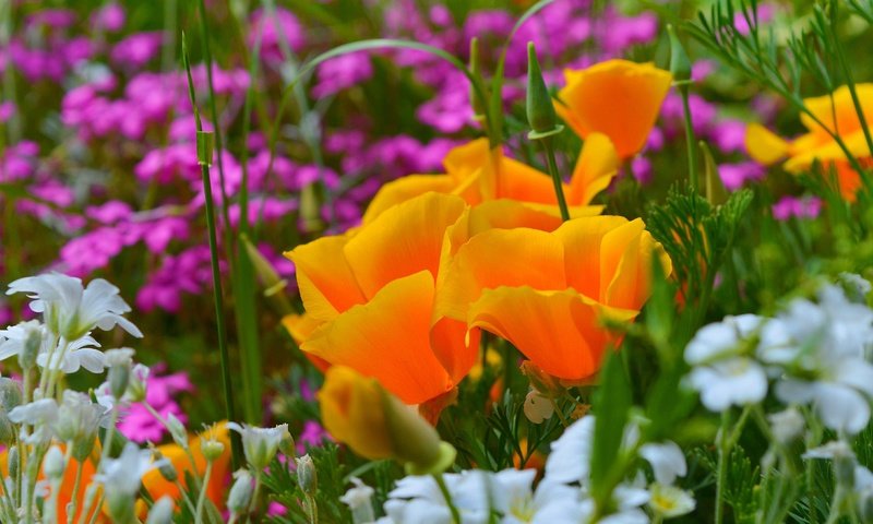 Обои цветы, весна, эшшольция, калифорнийский мак, ясколка, flowers, spring, escholzia, california poppy, cerastium разрешение 3000x1892 Загрузить