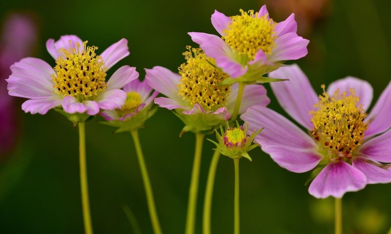 Обои цветы, макро, лепестки, стебли, космея, flowers, macro, petals, stems, kosmeya разрешение 3000x2043 Загрузить