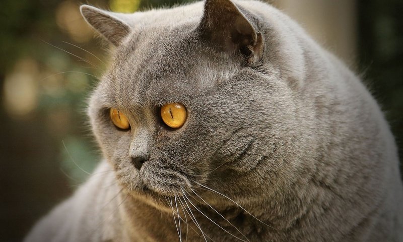 Обои кот, мордочка, усы, кошка, взгляд, британская короткошерстная, cat, muzzle, mustache, look, british shorthair разрешение 1920x1200 Загрузить