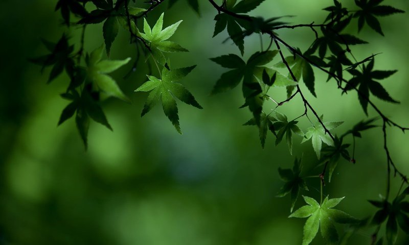 Обои зелень, листья, ветки, размытость, клен, greens, leaves, branches, blur, maple разрешение 2000x1333 Загрузить