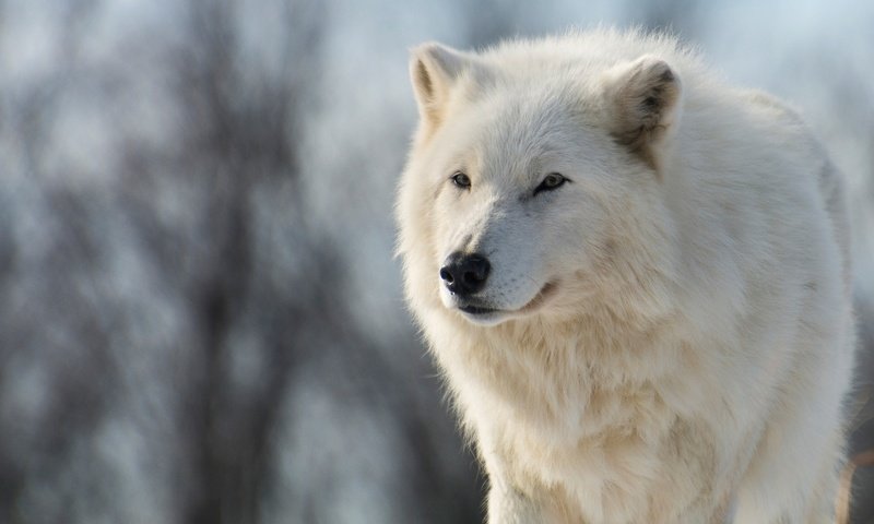 Обои морда, волк, природа, полярный, зима, арктический волк, животные, арктический, ветки, взгляд, белый, голубой фон, face, wolf, nature, polar, winter, arctic wolf, animals, arctic, branches, look, white, blue background разрешение 2048x1152 Загрузить