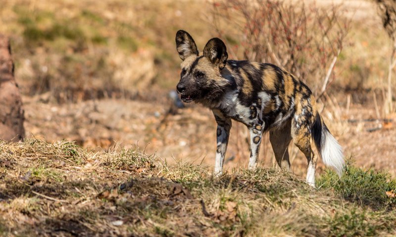Обои хищник, гиена, гиеновидная собака, predator, hyena, the african wild dog разрешение 1920x1080 Загрузить