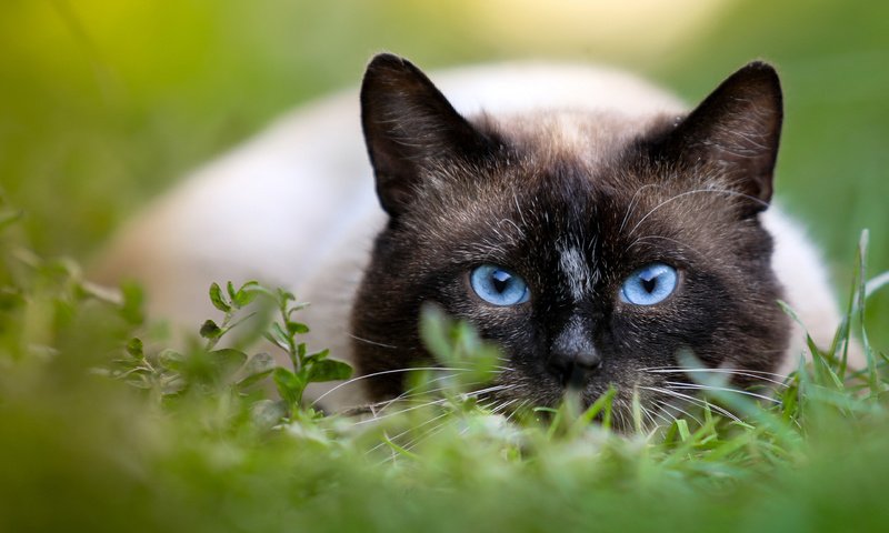 Обои глаза, фон, кот, мордочка, усы, кошка, взгляд, сиамская кошка, eyes, background, cat, muzzle, mustache, look, siamese cat разрешение 3840x2400 Загрузить