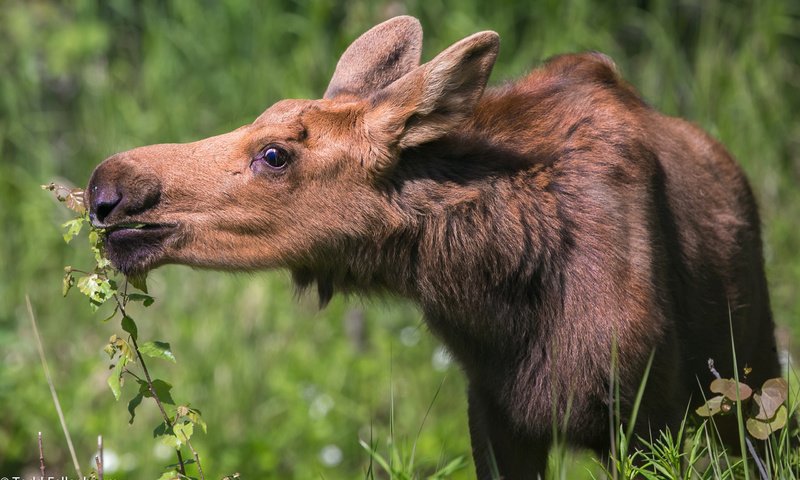 Обои трава, природа, растения, лось, лосенок, grass, nature, plants, moose, calf разрешение 2560x1600 Загрузить