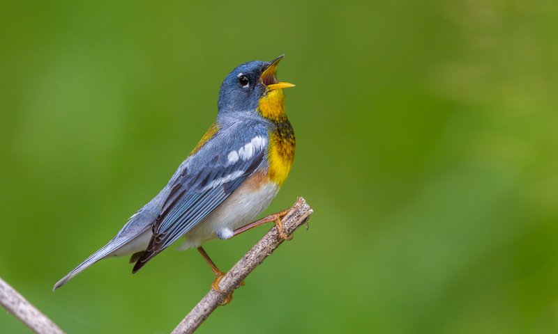 Обои птица, клюв, перья, белоглазая парула, славка, bird, beak, feathers, ferruginous of parul, warbler разрешение 2880x1800 Загрузить