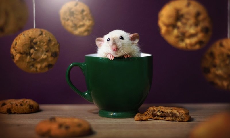 Обои мышь, чашка, зверек, печенье, мышка, крыса, грызун, крыска, mouse, cup, animal, cookies, rat, rodent разрешение 1920x1200 Загрузить