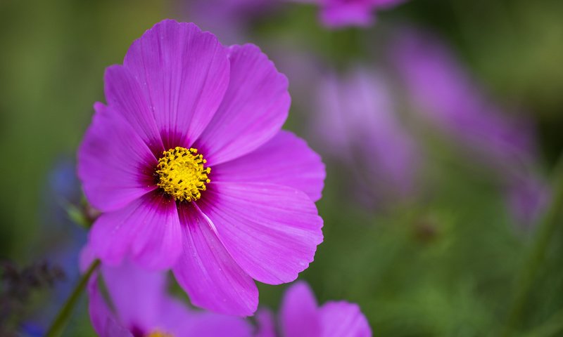 Обои цветок, лепестки, размытость, розовый, космея, flower, petals, blur, pink, kosmeya разрешение 1920x1200 Загрузить