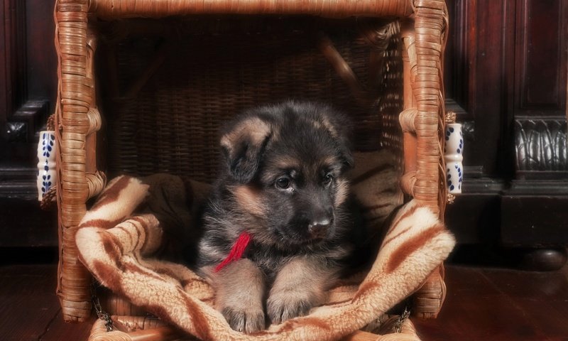 Обои собака, щенок, немецкая овчарка, dog, puppy, german shepherd разрешение 1920x1200 Загрузить