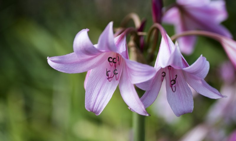 Обои цветы, макро, лепестки, лилии, flowers, macro, petals, lily разрешение 1920x1200 Загрузить