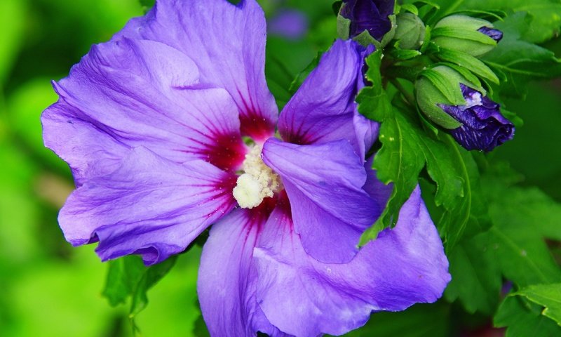 Обои цветы, бутоны, листья, макро, лепестки, гибискус, flowers, buds, leaves, macro, petals, hibiscus разрешение 3657x2831 Загрузить