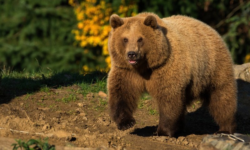 Обои природа, животные, медведь, солнечно, бурый медведь, nature, animals, bear, sunny, brown bear разрешение 5223x2938 Загрузить