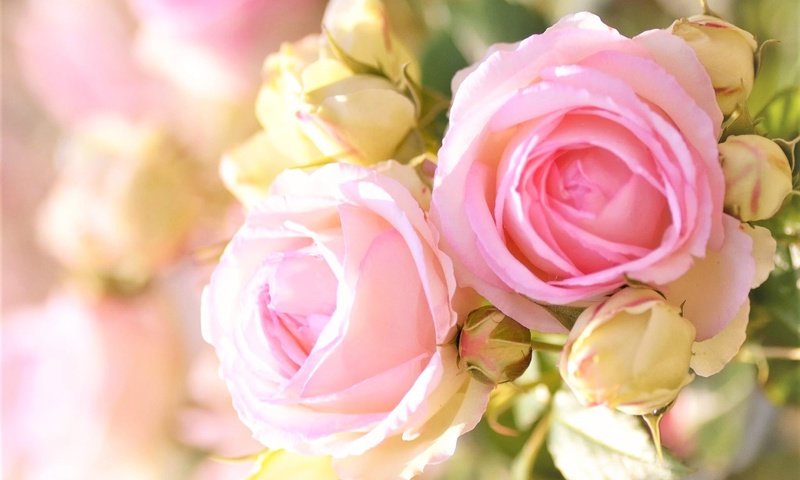 Обои бутоны, размытость, розовые розы, buds, blur, pink roses разрешение 1920x1200 Загрузить