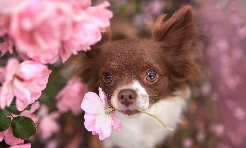 Обои цветы, взгляд, собака, животное, пес, чихуахуа, flowers, look, dog, animal, chihuahua разрешение 1920x1200 Загрузить