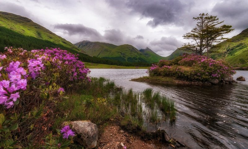 Обои цветы, деревья, озеро, горы, природа, скала, остров, шотландия, flowers, trees, lake, mountains, nature, rock, island, scotland разрешение 2048x1152 Загрузить