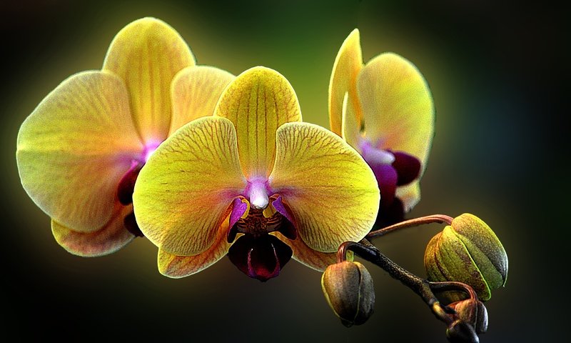 Обои цветы, макро, орхидея, фаленопсис, flowers, macro, orchid, phalaenopsis разрешение 4288x2848 Загрузить