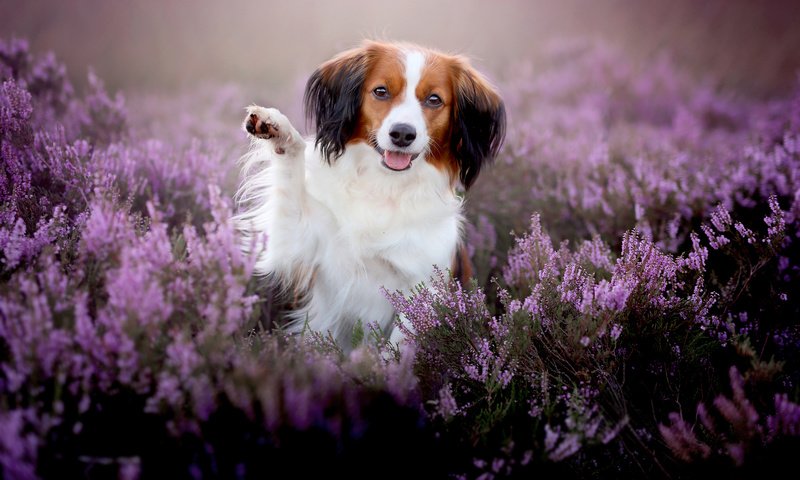 Обои цветы, мордочка, взгляд, собака, радость, лапа, вереск, коикерхондье, flowers, muzzle, look, dog, joy, paw, heather, kooikerhondje разрешение 2048x1366 Загрузить