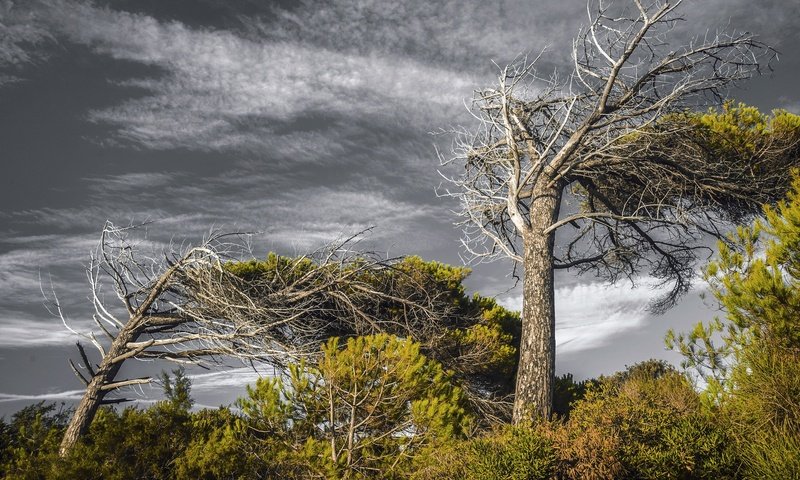 Обои небо, деревья, природа, тучи, лето, the sky, trees, nature, clouds, summer разрешение 2048x1365 Загрузить