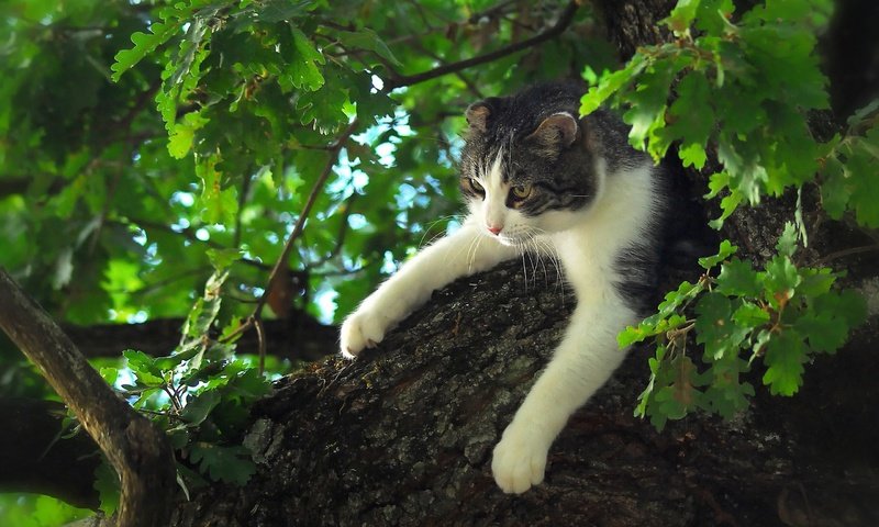 Обои дерево, листья, кот, мордочка, усы, кошка, взгляд, лапки, tree, leaves, cat, muzzle, mustache, look, legs разрешение 2560x1600 Загрузить