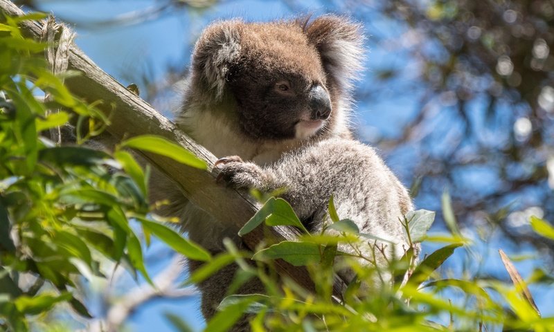 Обои дерево, листья, ветки, австралия, коала, сумчатые, эвкалипт, tree, leaves, branches, australia, koala, marsupials, eucalyptus разрешение 3552x1998 Загрузить