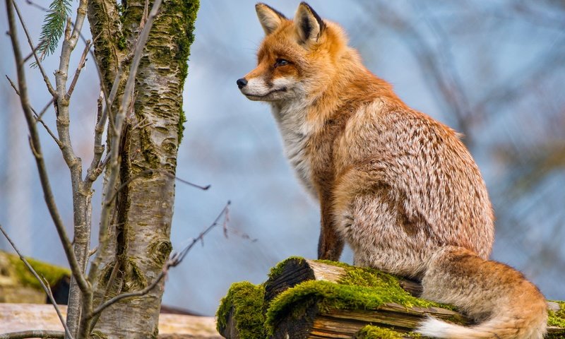 Обои дерево, животные, рыжая, лиса, профиль, мох, лисица, хвост, tree, animals, red, fox, profile, moss, tail разрешение 4829x2716 Загрузить