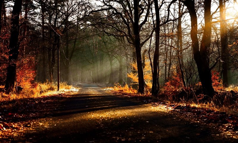 Обои дорога, деревья, природа, лес, листья, осень, солнечный свет, road, trees, nature, forest, leaves, autumn, sunlight разрешение 2135x1100 Загрузить