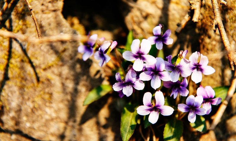 Обои цветы, природа, камни, цветок, лепестки, фиалка, flowers, nature, stones, flower, petals, violet разрешение 1920x1280 Загрузить