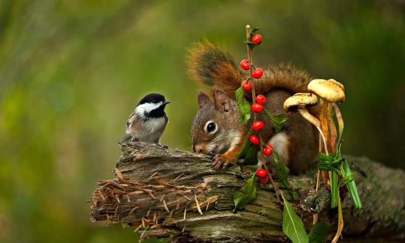 Обои грибы, птица, ягоды, животное, белка, коряга, синица, грызун, mushrooms, bird, berries, animal, protein, snag, tit, rodent разрешение 2048x1365 Загрузить