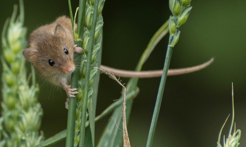 Обои колосья, мышь, животное, зверек, грызун, ears, mouse, animal, rodent разрешение 2696x1742 Загрузить