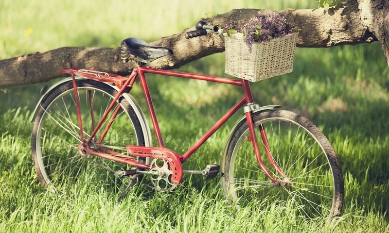 Обои корзинка с цветами, старый велосипед, a basket of flowers, old bike разрешение 1920x1200 Загрузить