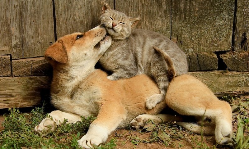 Обои кот, кошка, собака, щенок, дружба, друзья, cat, dog, puppy, friendship, friends разрешение 1920x1200 Загрузить