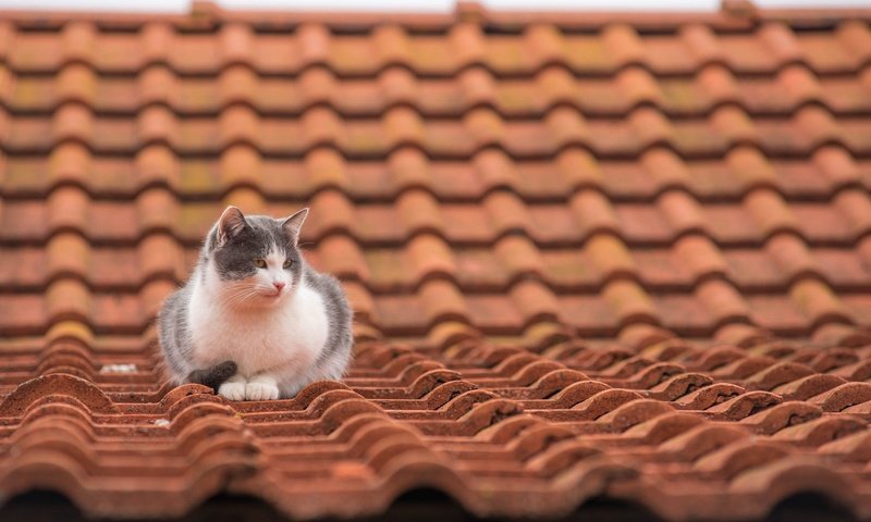 Обои кот, мордочка, усы, кошка, взгляд, крыша, черепица, cat, muzzle, mustache, look, roof, tile разрешение 2048x1280 Загрузить