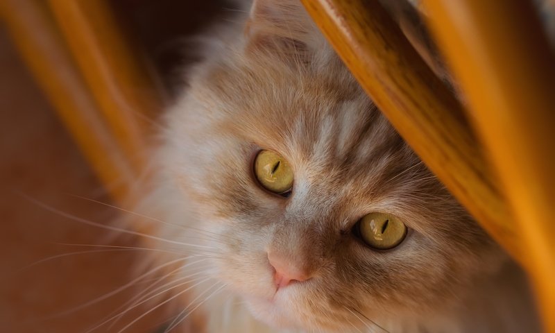 Обои кот, мордочка, усы, кошка, взгляд, рыжий кот, cat, muzzle, mustache, look, red cat разрешение 2480x1917 Загрузить