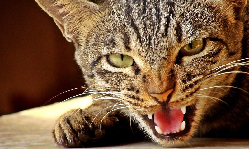 Обои кот, мордочка, усы, кошка, взгляд, язык, злой, cat, muzzle, mustache, look, language, evil разрешение 2048x1536 Загрузить