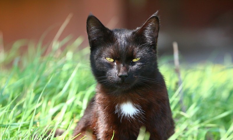 Обои кот, мордочка, усы, кошка, взгляд, травка, cat, muzzle, mustache, look, weed разрешение 1920x1280 Загрузить