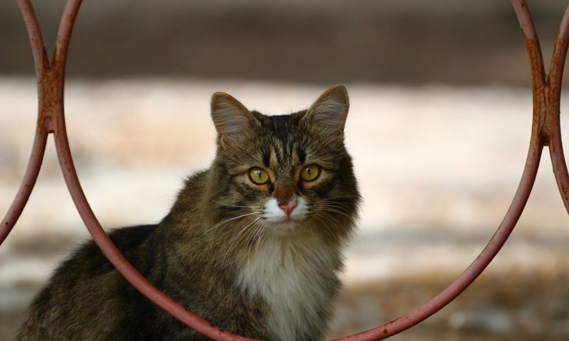 Обои кот, мордочка, усы, кошка, взгляд, забор, cat, muzzle, mustache, look, the fence разрешение 1920x1280 Загрузить