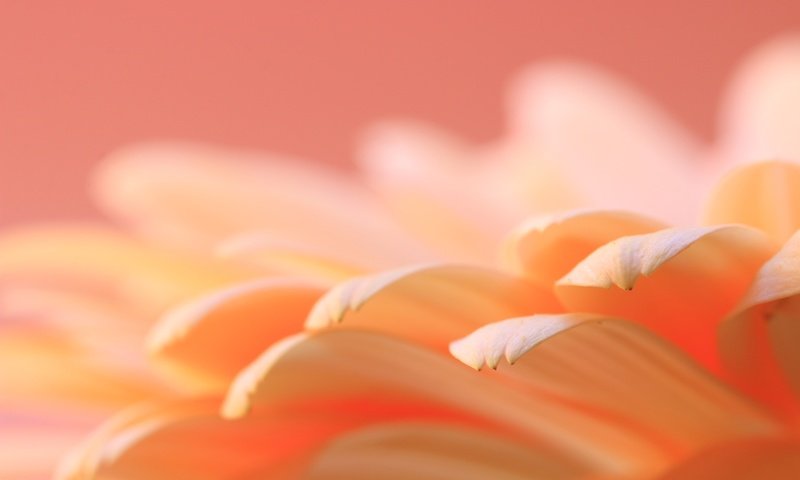 Обои макро, цветок, лепестки, гербера, macro, flower, petals, gerbera разрешение 5472x3648 Загрузить