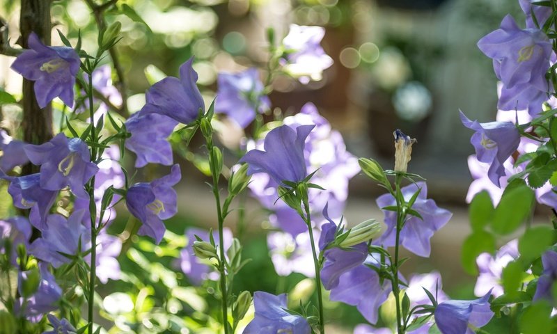 Обои цветы, лето, стебли, колокольчики, сиреневые, flowers, summer, stems, bells, lilac разрешение 2048x1152 Загрузить